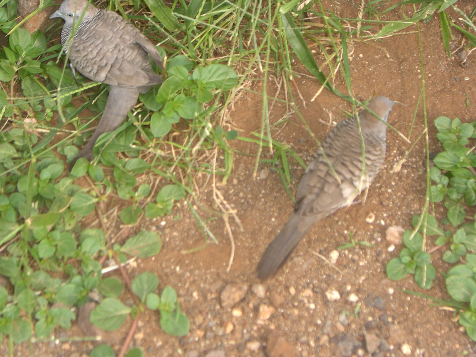 [zebra.dove.jpg]