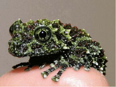 http://1.bp.blogspot.com/_KKbH7vPgIZI/Rxlw2Hj9CbI/AAAAAAAABB4/_qNWmmwN5LQ/s400/mosy-frog.gif