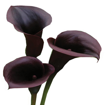 dark purple callas