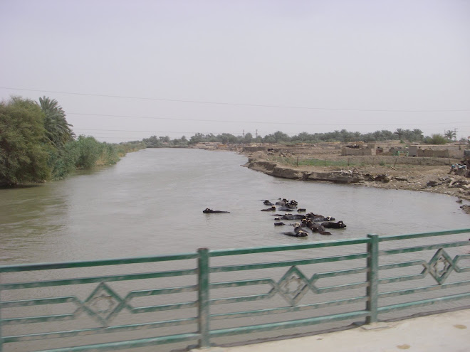 Water buffalo