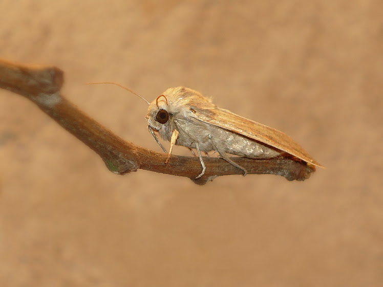 POLILLA O MARIPOSA NOCTURNA