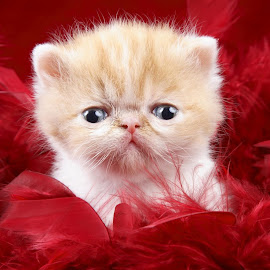 foto-foto kucing persia lucu @ Digaleri.com