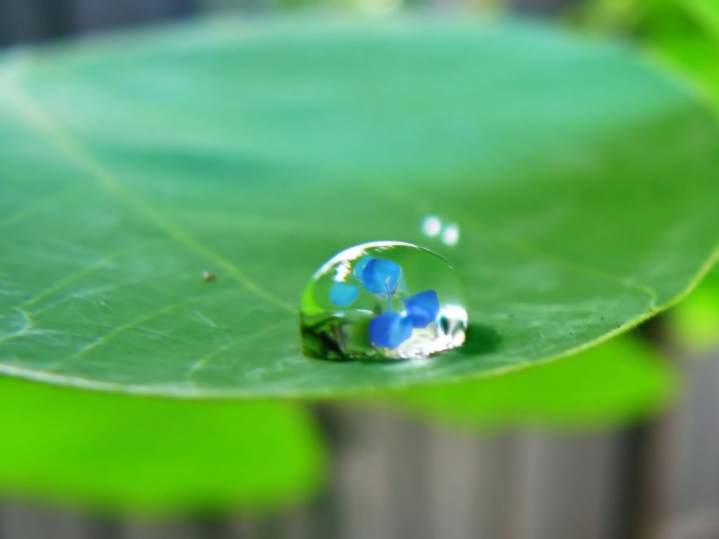Hd+water+droplets+wallpaper