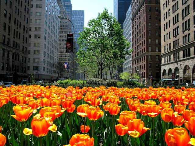 New York City Daily Photo: Tulips on Park Avenue