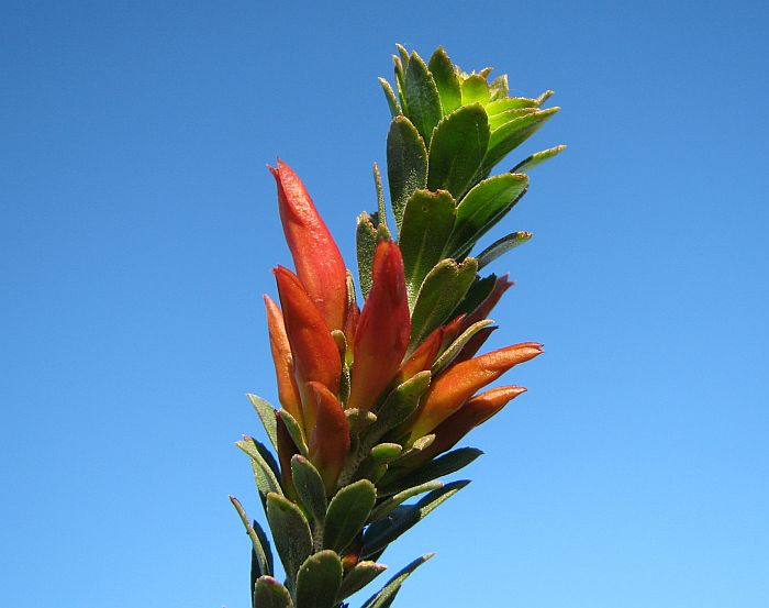Red Eremophila