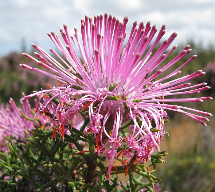 [Rose+Coneflower++008A++Isopogon+formosus.jpg]