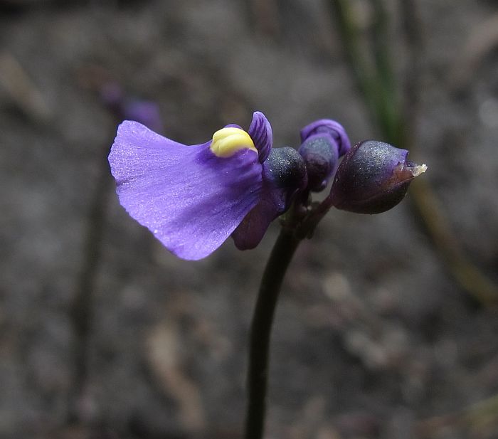 Utricularia+volubilis++002++Twining+Bladderwort.jpg