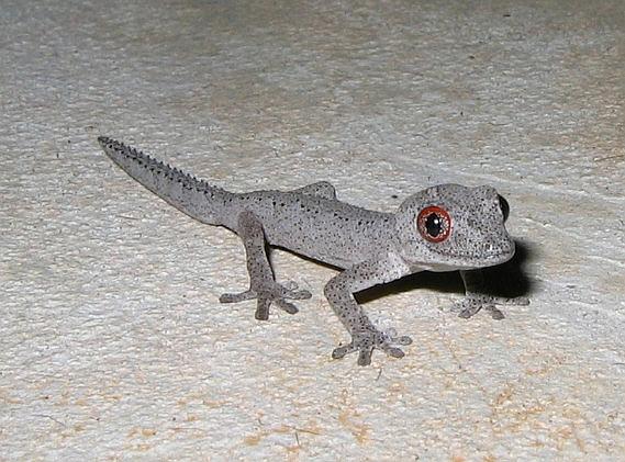 [Soft+Spiny-tailed+Gecko++06AA++Strophurus+spinigerus.JPG]