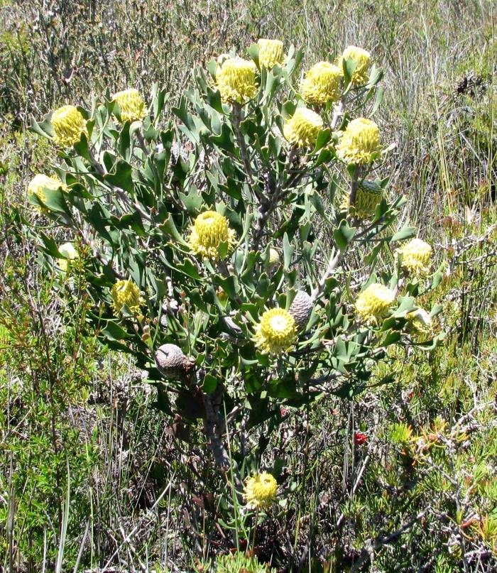 [Barrel+Coneflower++002AA++Isopogon+trilobus.JPG]