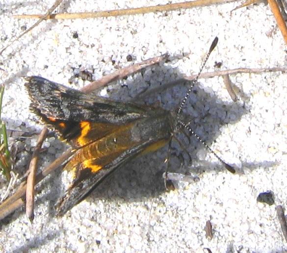 [Sun+Moth++004AA++Synemon+sp..JPG]