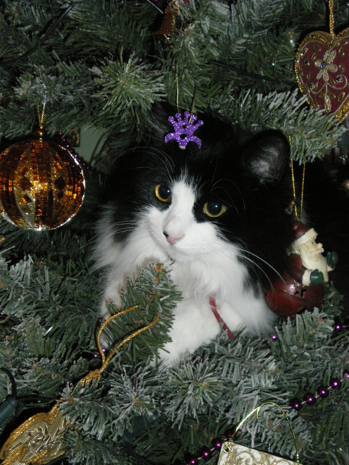 kitty likes to sleep under the Christmas tree Imgur