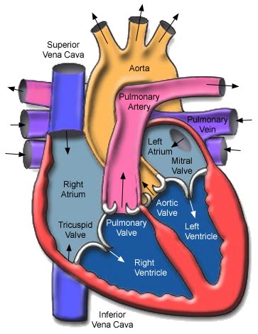 [heart_anatomy.jpg]