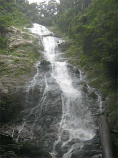 Rainforest Waterfall