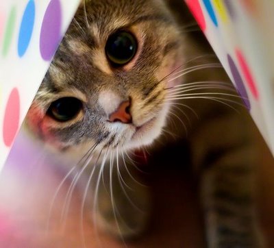 girlfriend wallpaper kucing wallpaper kucing. girlfriend wallpaper kucing