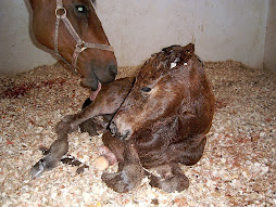 NEW BORN FOAL