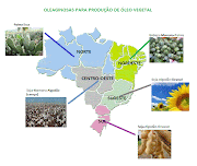 Um aspecto muito interessante a ser destacado no PNPB é o fomento à produção . (mapa brasil)