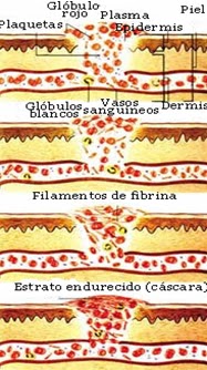 FUNCION DE LAS funcion de las: