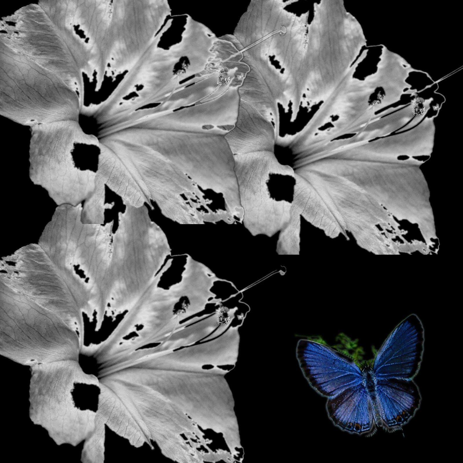 [folhas+com+borboleta.jpg]