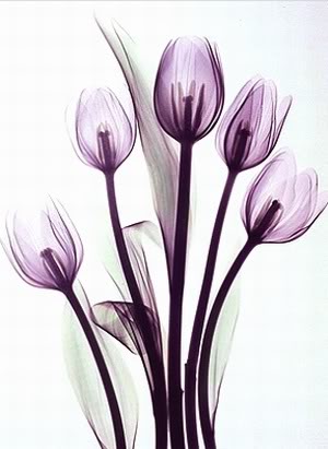 Artistic Tulips