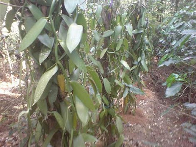 Daun Gamal