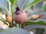 צמיחה בתוך מערכת