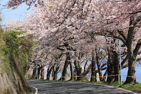 瀬田エクスプレス 桜物語09番外編 海津大崎and奥琵琶湖パークウェイ速報