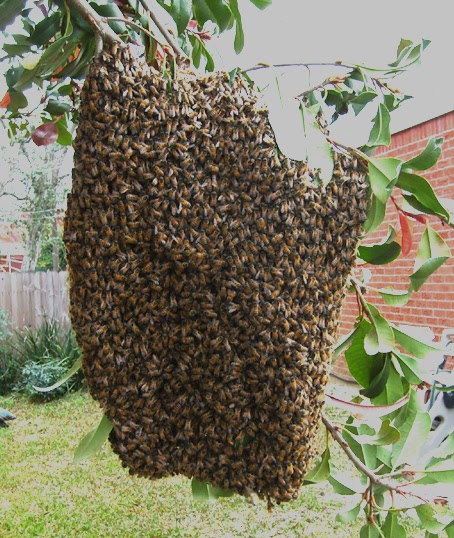 nest hornet swarm hit brain stuttering