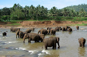 Asian Elephants