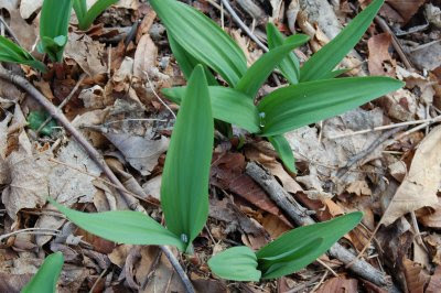 ramps with glistening dewdrops