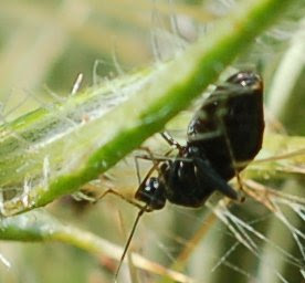 Little Black Mirid on Field Thistle