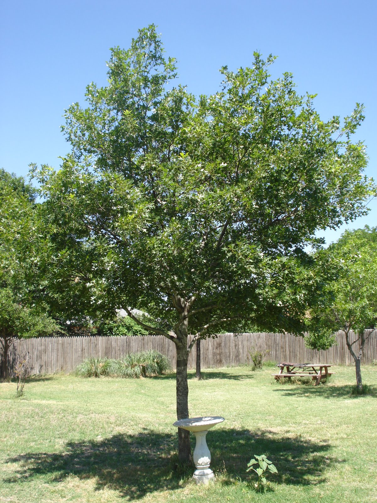 My Lubbock Garden Shade Trees Shumard Red Oak