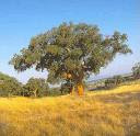 Sobreiro