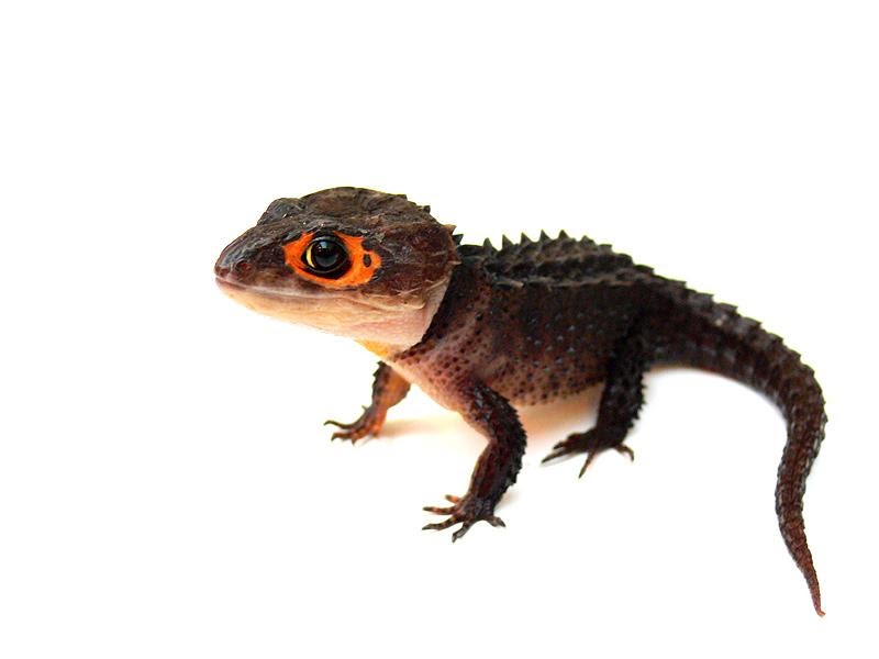 Amazon Reptile Red Eyed Crocodile Skink ( Tribolonotus Gracilis )