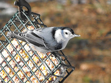 Nuthatch