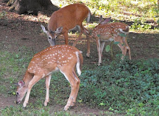 White Tail Family