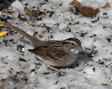 White Throated Sparrow