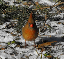 Northern Cardinal female