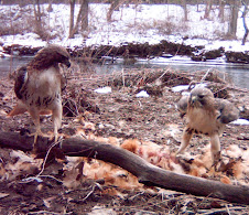 Red Tail Hawks