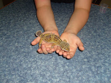 Lucy The Leopard Gecko