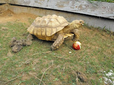 Custard The Tortoise