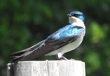 Tree Swallow