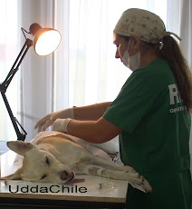 2ª Jornada de Esterilizaciones y Castraciones  a Bajo Costo