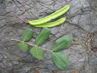  شجرة الخروب Carob Tree Ceratonia+siliqua+leaf