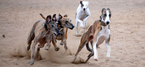 éstos son nuestros cachorros!!!