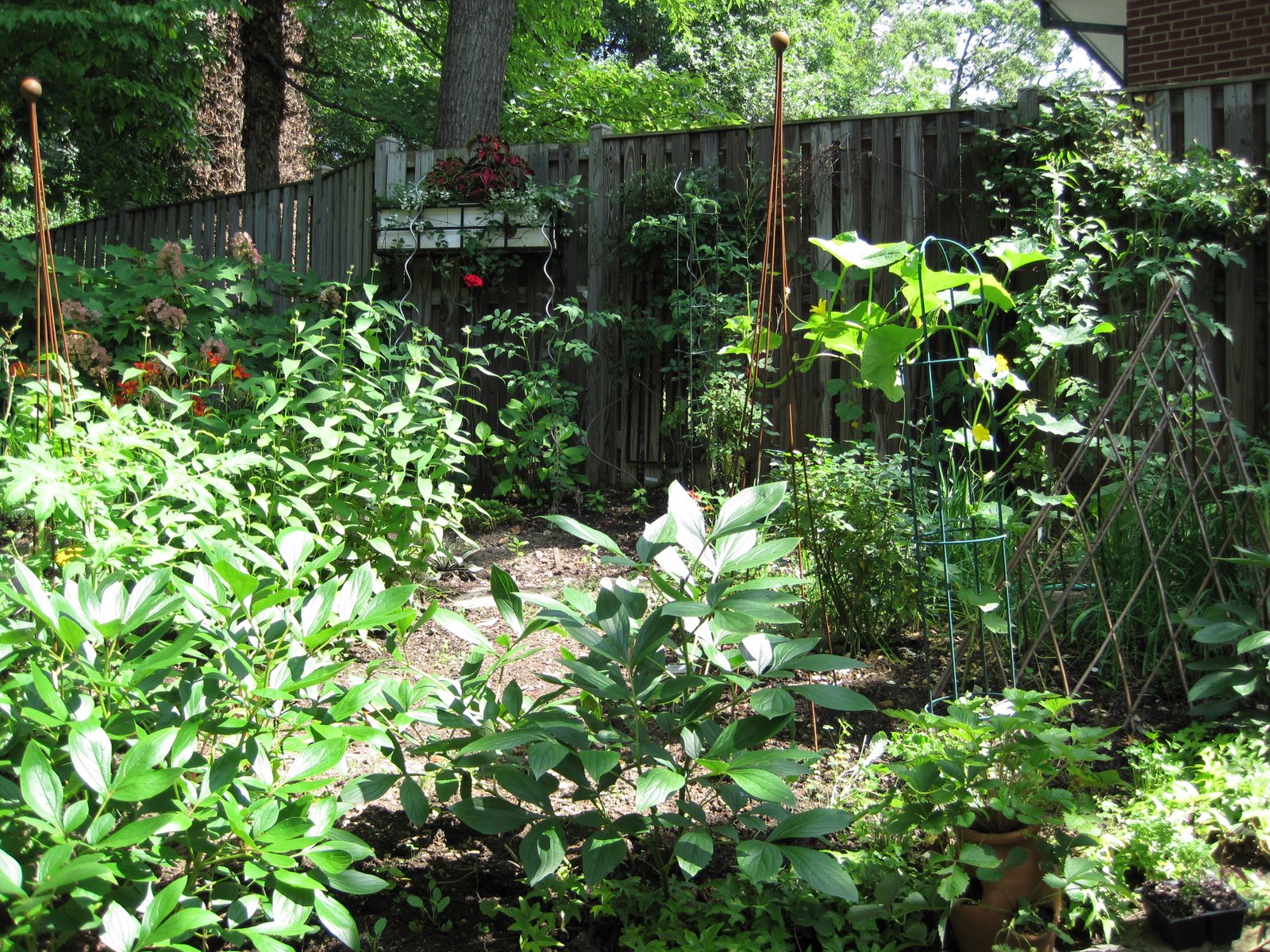[gardentoday.JPG]