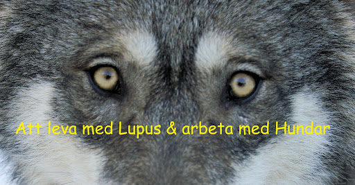 Att leva med Lupus & arbeta med hundar!