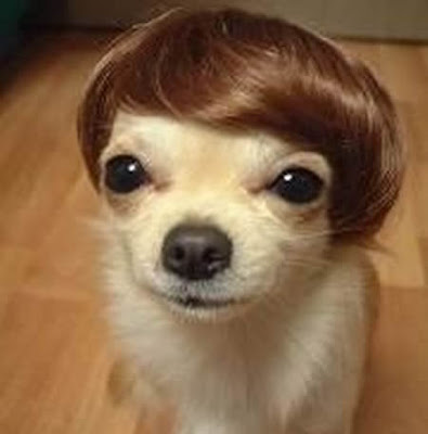 dog+wig.jpg