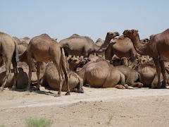 Camels!