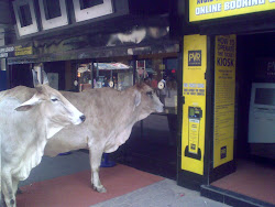 cows at the movie ticket counter!