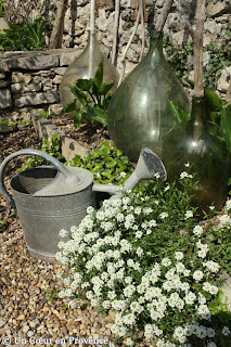 Plante de rocaille fleurie et bonbonne en verre ancienne Marie-Jeanne